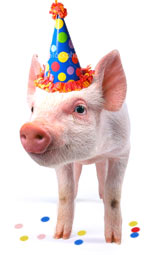pig_bir.jpg